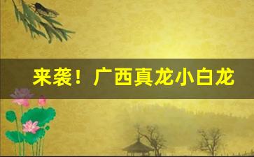 来袭！广西真龙小白龙进货价“感篆五中”
