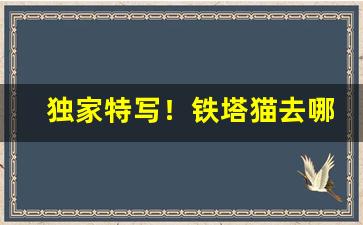 独家特写！铁塔猫去哪里买“得失成败”