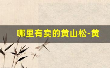 哪里有卖的黄山松-黄山松价格一览表